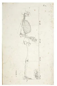 Human Skeleton Drucke: Illustration of a human skeleton