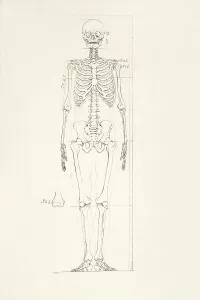 Human Body Parts Drucke: Illustration of a human skeleton