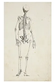 Human Skeleton Illustration Drucke: Illustration of a human skeleton