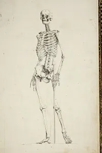 Skeletal System Illustration Drucke: Illustration of a human skeleton