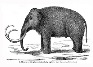 Illumination einer Riesenelaphus (Elephas primigenius)