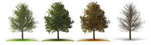 Empty Landscape Illustration Drucke: An illustration of a tree in four seasons