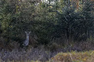 European Wild Animals Images Drucke: While I'm still busy setting up the camera