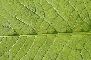 Abstract Leaf Design Drucke: Image background - leaf structure