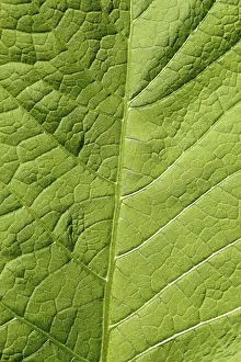 Abstract Leaf Design Drucke: Image background - leaf structure