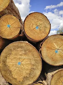 Uninhabited Forest Scene Drucke: An image of a batch of wood with blue dots