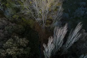 Autumn Foliage From Above Drucke: This image captures an aerial view of a dense forest showcasing the subtle changes of autumn