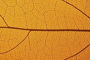 Macro Close Up Photography Drucke: This image captures the intricate texture of a leaf skeleton