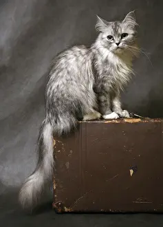 Domestic Cat Studio Shot Drucke: The image the cat on old suitcases