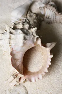 Aquatic Animal Pictures Drucke: The image of a cockleshell close-up on sand