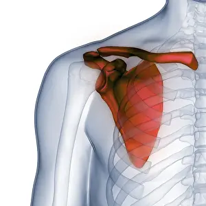 Anatomical Illustration Drucke: Image converted using ifftoany