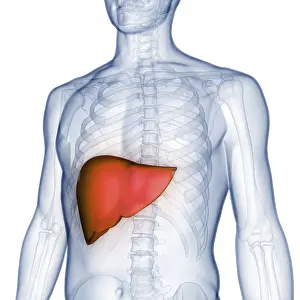 Anatomical Representation Drucke: Image converted using ifftoany