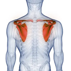 Upper Arm Injury Diagnosis Drucke: Image converted using ifftoany