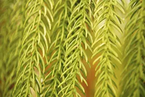Green Background Image Drucke: Image with green leaf closeup as a background image