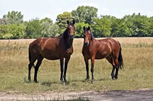 Horse Photography Drucke: Image of two horses looking at the camera