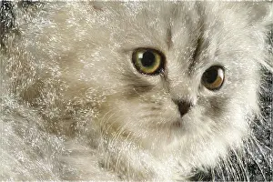 Kitten Looking At Camera Drucke: Image of a kitten close-up