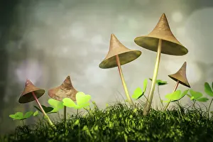 Deserted Forest Scenery Drucke: An image of some nice mushrooms in the forest