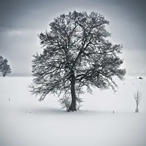 Beautiful German Countryside Drucke: An image of a nice tree in a winter scenery