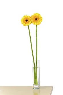 No People Outdoor Scene Drucke: An image of two nice yellow gerber