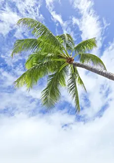 Deserted Palm Trees Drucke: An image of a palm tree and the blue sky with white clouds