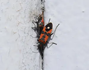 Insect Feeding Habits Drucke: The image of red bugs in a native habitat