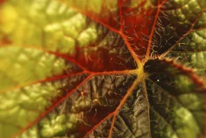 Full Frame Nature Shots Drucke: Image with red leaf closeup as a background image