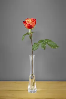 Nature Photography Drucke: An image of a red rose in front of a gray wall