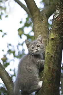 Feliformia Animal Pictures Drucke: The image of the scared kitten on a tree