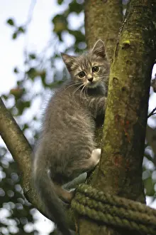 Baby Animal Pictures Drucke: The image of the scared kitten on a tree