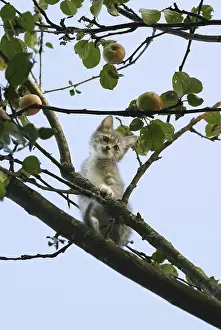 Adorable House Cat Picture Drucke: The image of the scared kitten on a tree