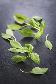 Thai Cuisine Ingredients Drucke: Image of Thai basil leaves