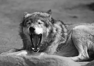 Predator Wildlife Photography Drucke: The image of the wolf with an open mouth