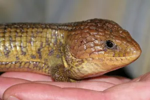 Wildlife Photography Desert Scene Drucke: Imbricate alligator lizard