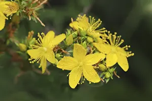 Open Air Flower Photography Drucke: Imperforate st john's-wort (Hypericum maculatum)