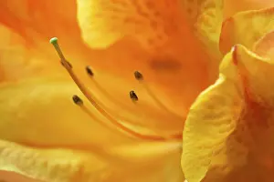 Macro Plant Photography Drucke: Impression of flower
