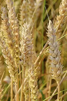Agrarian Landscape Shots Drucke: Impressions at the cornfield
