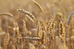 Empty Fields Of Grain Drucke: Impressions at the cornfield