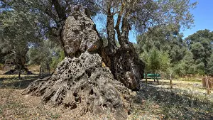 Southeast Europe Nature Drucke: An impressive ancient tree with massive