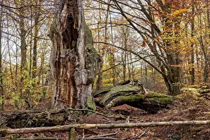 Moss Covered Trees Drucke: An impressive tree in autumn forest