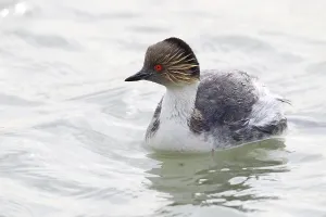 Deserted Water Bird Drucke: Inca diver