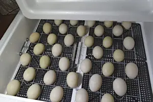 Incubator For Chickens Drucke: Incubator for a conclusion of chickens