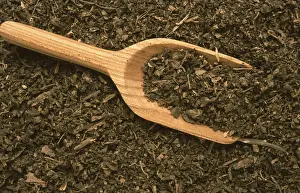 Patchouli Plant Drucke: Indian patchouli (Pogostemon cablin)