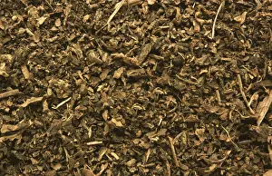 Fragrant Herb Drucke: Indian patchouli (Pogostemon cablin)
