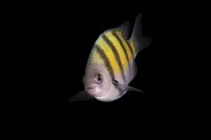 Sri Lanka Marine Life Drucke: Indo-Pacific sergeant, Sergeant major or Common sergeant (Abudefduf vaigiensis)