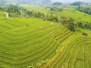 Southeast Asia Agriculture Drucke: Indonesia. Terraces of multi-level rice fields
