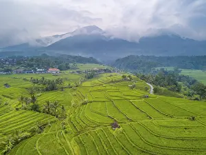 Southeast Asia Landscape Drucke: Indonesia. Terraces of multi-level rice fields