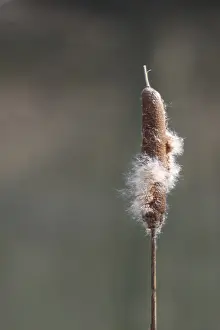 Rhineland Palatinate Nature Drucke: Inflorescence of a bulrush (Typha sp)