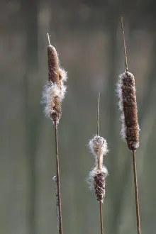 Aquatic Plant Germany Drucke: Inflorescence of a bulrush (Typha sp)