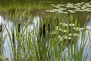 Aquatic Macrophyte Images Drucke: Inflorescence of a bulrush (Typha sp)