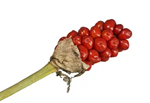 Botany Photography Drucke: Infructescence with ripe berries